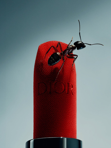 Photograph Quentin Decaillet Ant on One Eyeland
